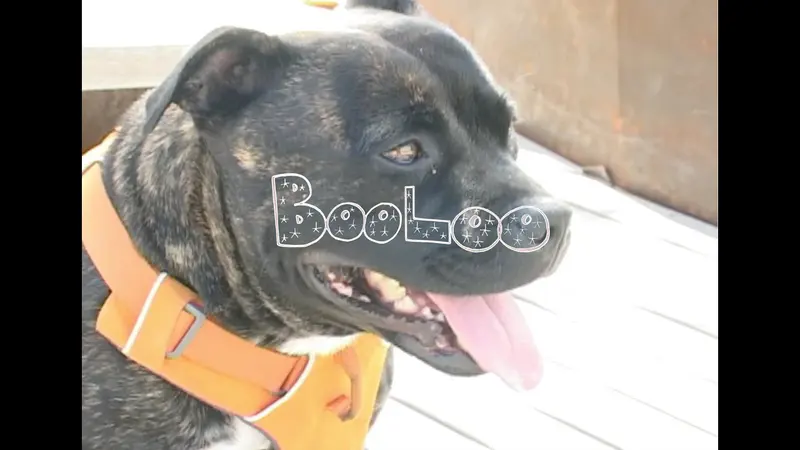 BooLoo skate video